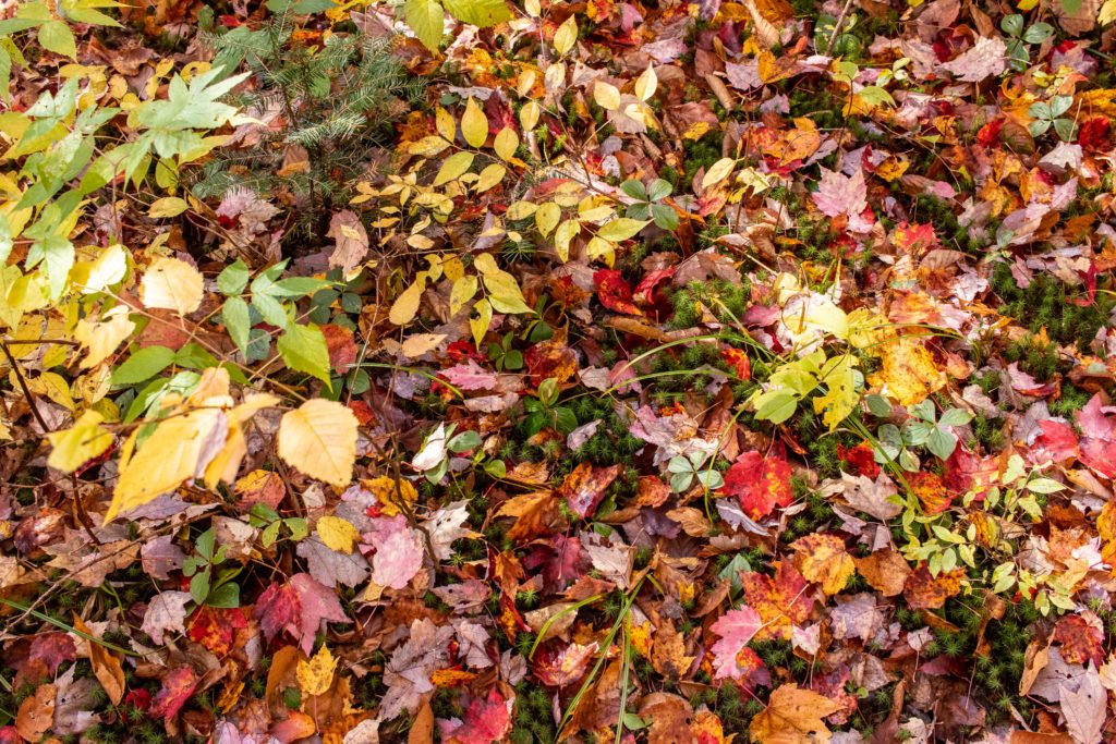 Lit de feuilles d'automne