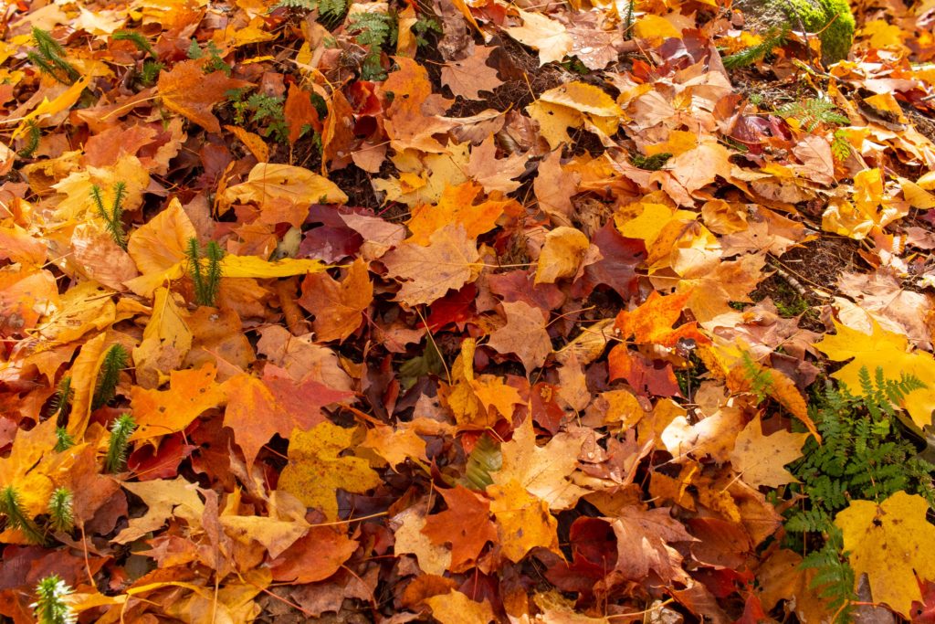 Lit de feuilles d'automne