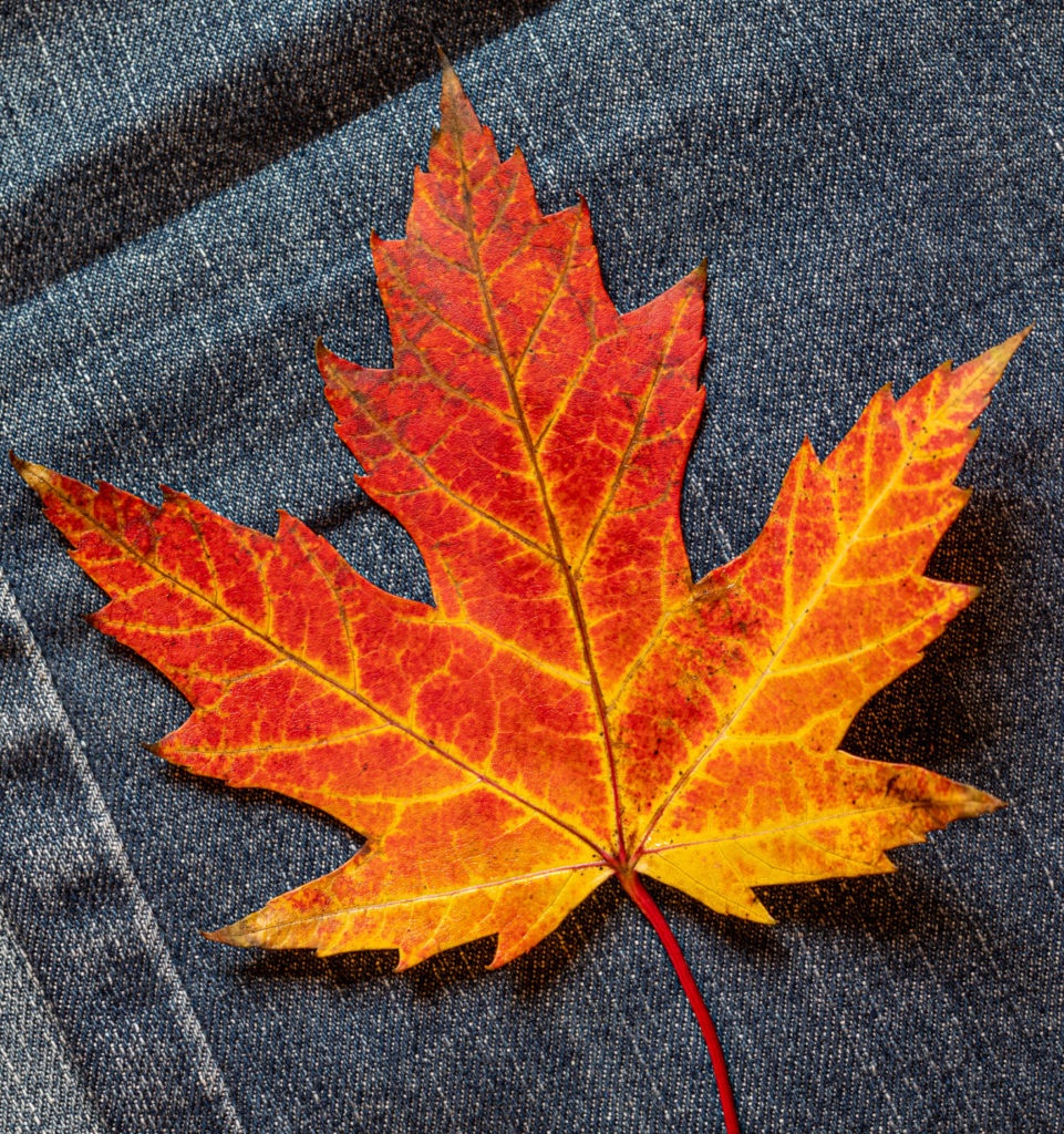 Feuille érable rouge et jaune