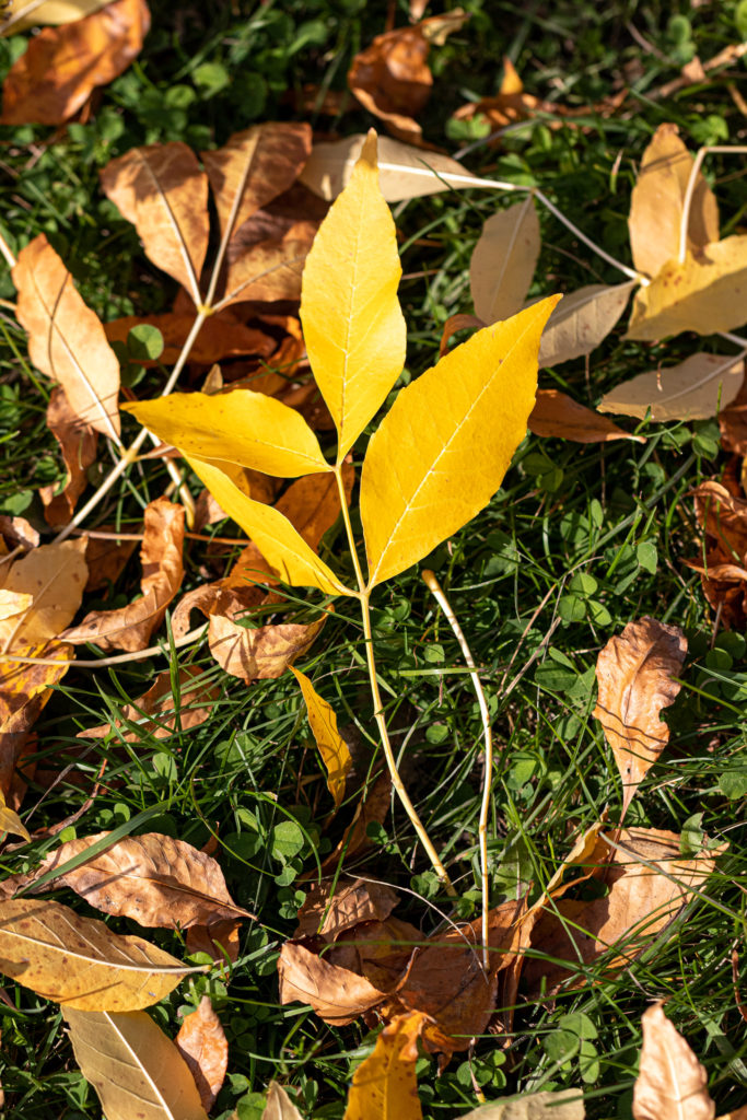 Feuilles jaunes