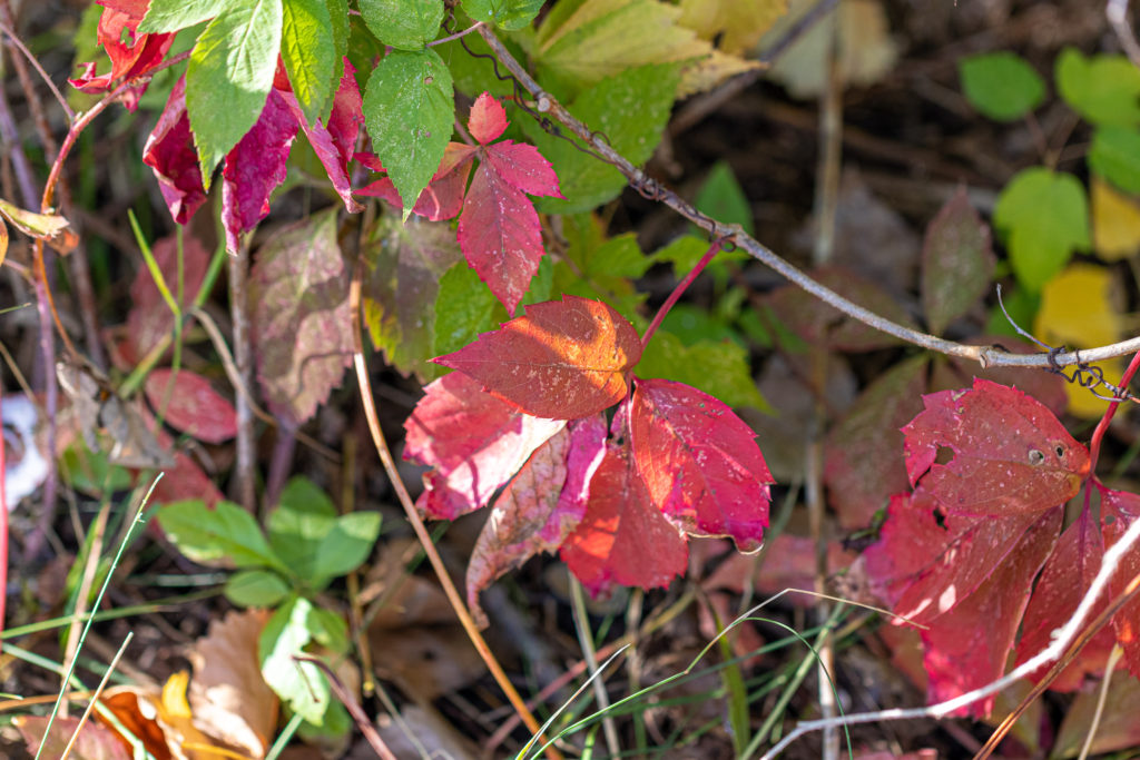Feuille rouge