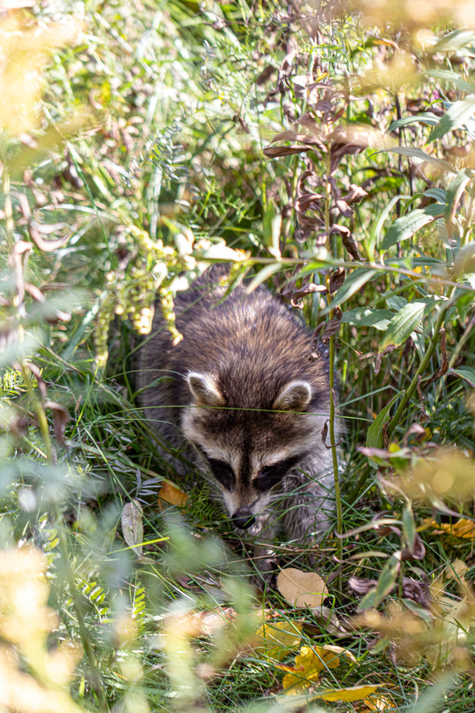Raton-laveur rencontré en randonné