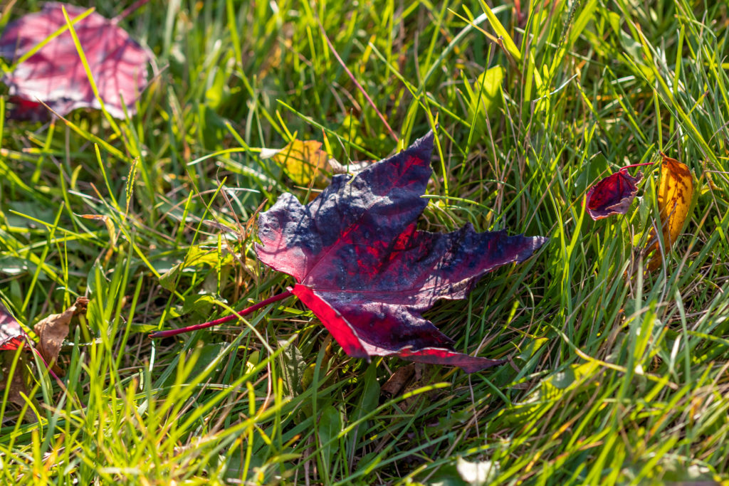 Feuille rouge