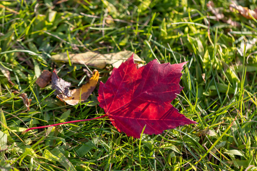 Feuille rouge